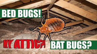 Bed Bugs in my Attic? NO WAY! - A Bat Bug Video You Must Watch. (These Are Actually in my Attic)