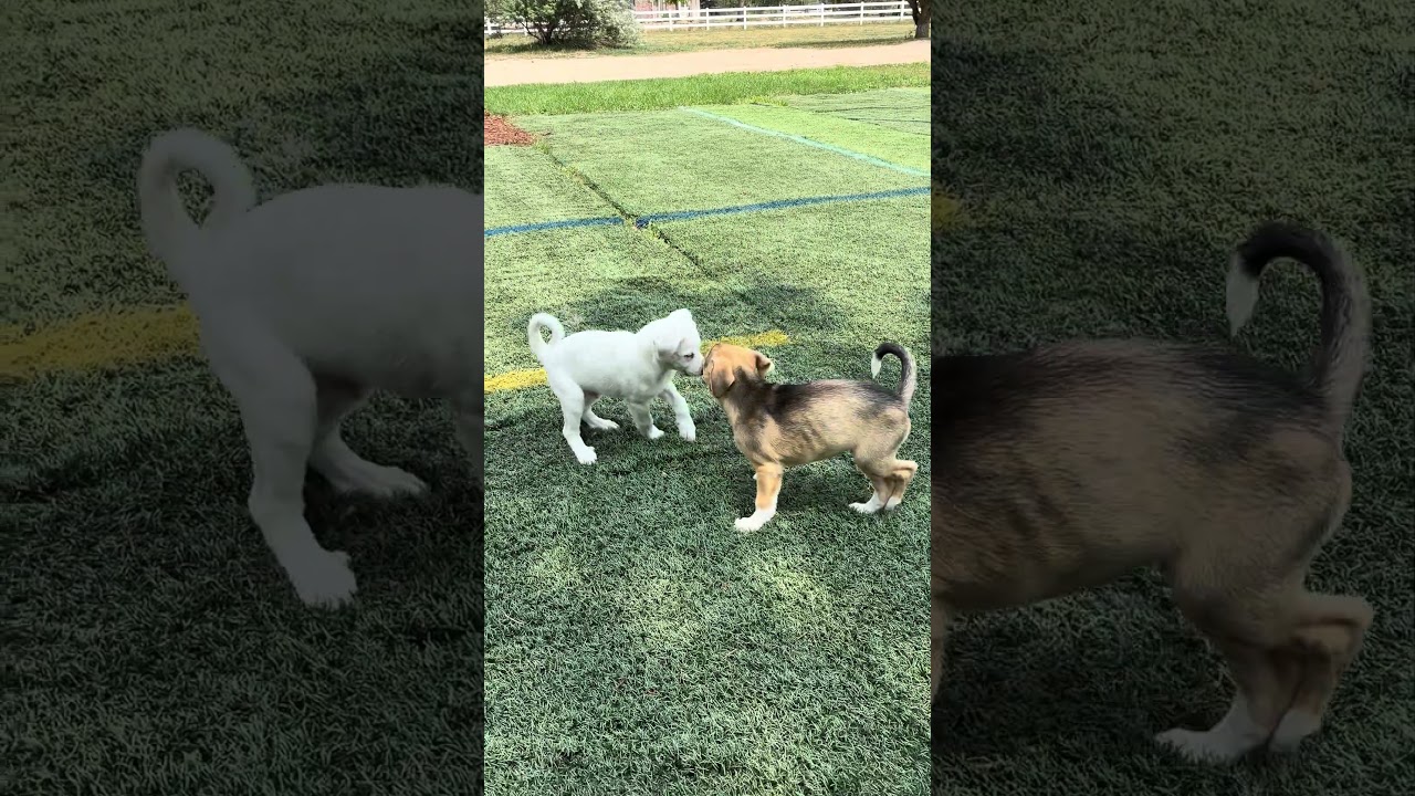 Enlarge Marshal, a ADOPTABLE mixed breed in Fort Collins, CO video 5/6