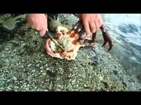 download lagu mp3 mp4 Kamtjatkakrabba, download lagu Kamtjatkakrabba gratis, unduh video klip Download Kamtjatkakrabba Mp3 dan Mp4 Free All Gratis