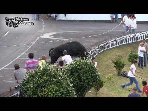 Touro Saltitão da Ganadaria Álvaro Amarante, Norte Pequeno 2017 Ilha São Jorge Açores