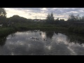 Утки плавают в пруду 