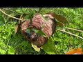 Bald Faced Hornets Nest Exterminated in West Windsor, NJ