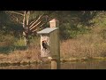 Tree Swallow Livestream at FLOCK