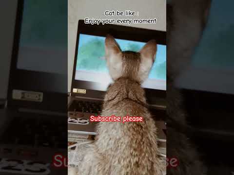 Cat watching Tom and Jerry 😻🤣🐈 #cat #shorts #youtubeshorts