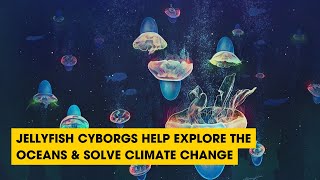 Podcast: Jellyfish Cyborgs Help Explore The Oceans & Solve Climate Change