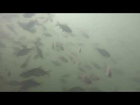 Underwater , baraj Ionești , Olt , miliarde de carași și alte specii