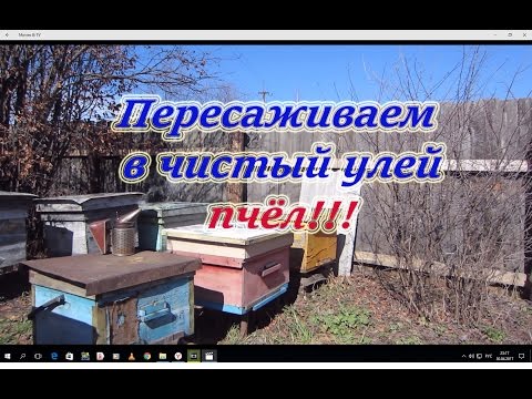 Переселение зимовалой семьи в чистый улей от А до Я, для начинающих. Beekeeping.