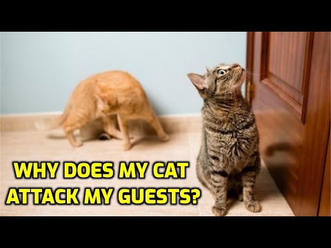 Why Does My Cat Attack Visitors?