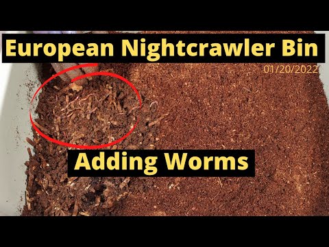 European Nightcrawlers (ENC) - Adding the Worms!! 01/20/2022