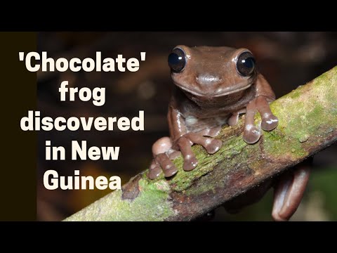 'Chocolate' frog discovered in New Guinea