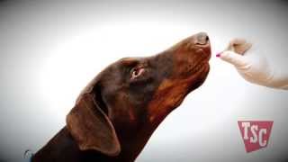 How to Prevent Parasites in your Pets  | Tractor Supply Co.