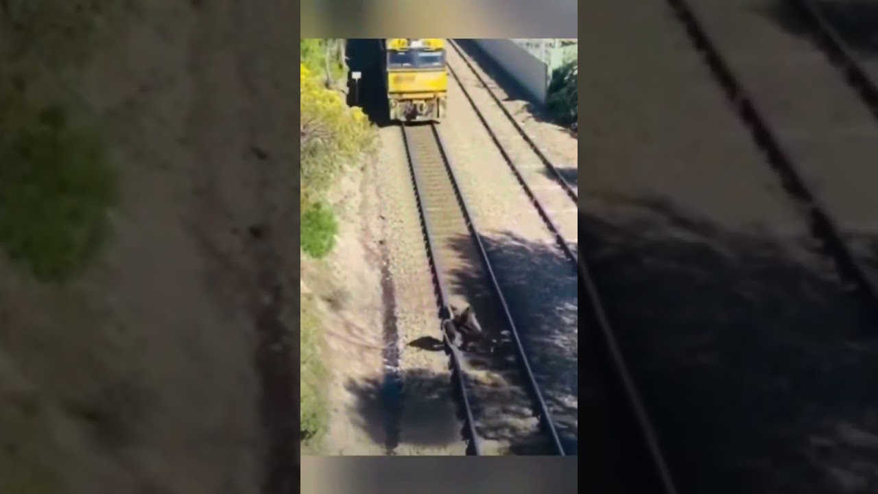 Salvataggi epici da treni 🚂