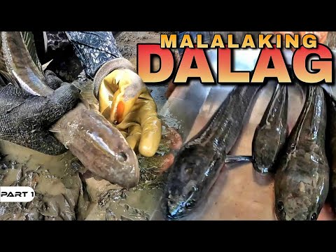 P1-MALALAKING DALAG - EP1208