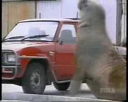 Walrus/Elephant Seal Smashes Into Cars