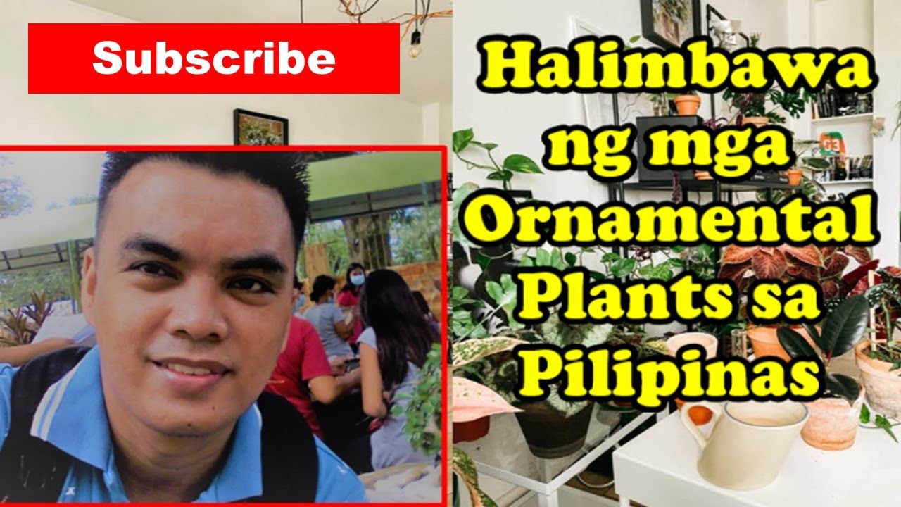 mga halimbawa ng mga ornamental plants sa Pilipinas
