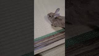 うさぎとの日常その13 #うさぎ #うさぎのいる暮らし