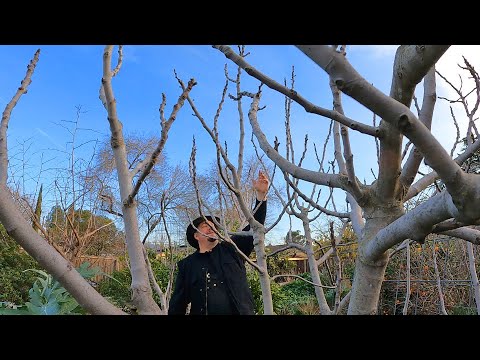 Fig Tree Pruning And Propagation Tricks You Can't Afford To Miss! - YouTube