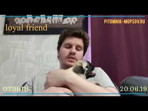Видеоотзыв о щенке мопса из питомника Loyal Friend
