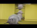 Bouncing Seals In The Backrooms