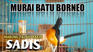 Download lagu LANGSUNG NYAUT PANCINGAN MURAI BATU BORNEO. mp3