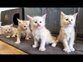 7 Maine Coon Kittens Playing And Fighting