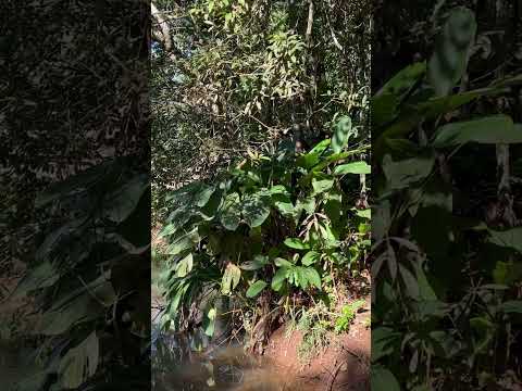 Rio do Engenho Velho passando na comunidade de Linha São Pedro/Jacinto Machado #natureza #shorts