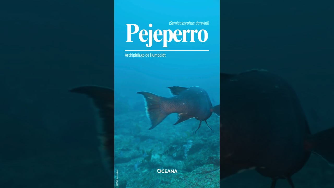 Archipiélago de Humboldt | Pejeperro macho