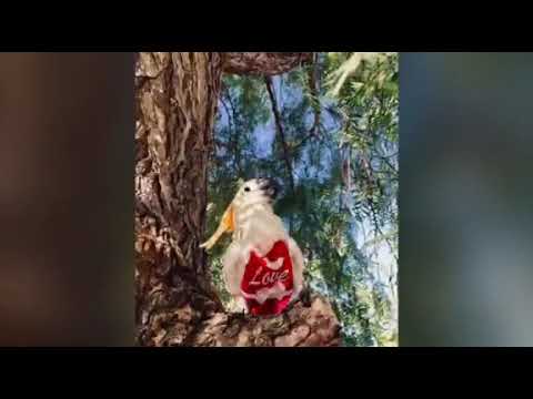 Jewel, the cockatoo, models some of or beautiful Flyper bird diapers