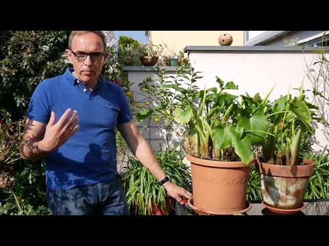 Caring for calla lilies