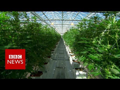 Die weltgrößte legale Cannabis-Farm — BBC-Doku über professionellen Plantagen-Anbau