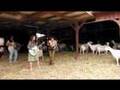 The Ditty Bops @ Redwood Hills Goat Farm: "In The Meantime"