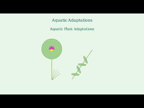 Adaptation – Definition, Types, Reasons, Examples - Video
