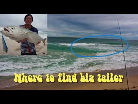 Where to find big tailor