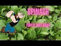 Spinach - Popeye was Right