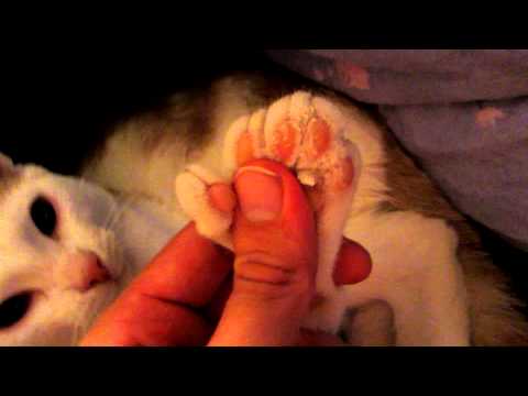 A Polydactyl Cat Show Her Toes