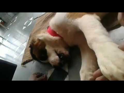 Jacky playing with pintu mama and papa