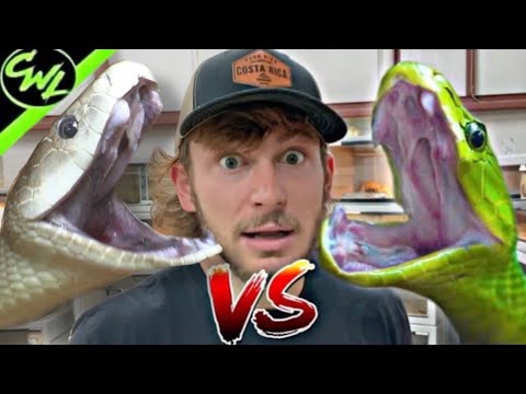 BLACK Mamba VS GREEN Mamba!!