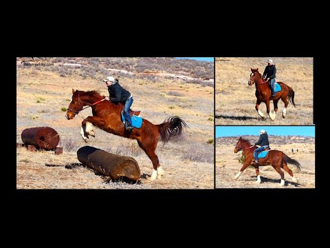 Dutch Warmblood X Shire Jumping/Trail/Ranch/Dressage/Driving Horse For Sale