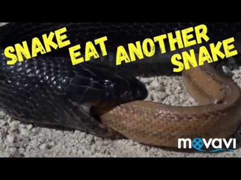 Indigo Snake Eat Rat Snake (Battle)