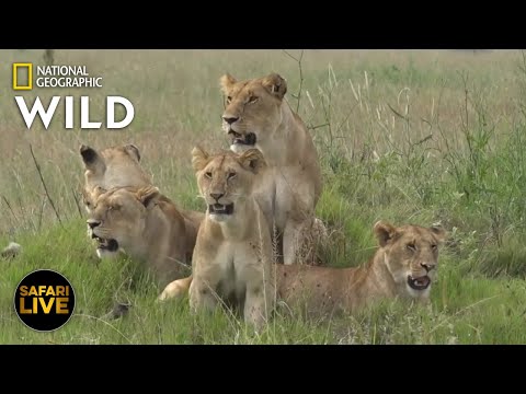 Safari Live - Day 285 | Nat Geo Wild
