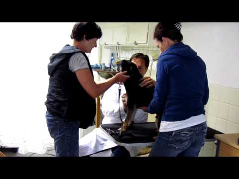 Trabant fysio,7 juni 2011  2