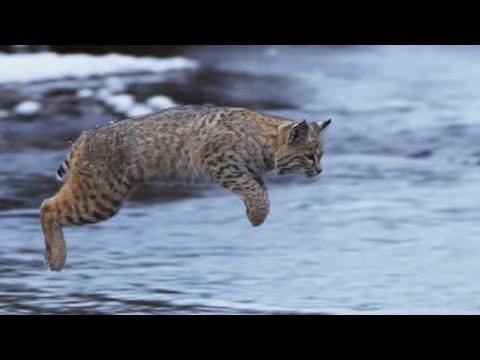 Bobcat Hunting in Winter | Planet Earth II | BBC Earth