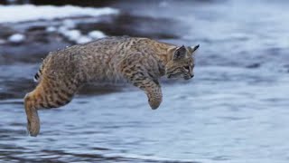 Bobcat Hunting in Winter | Planet Earth II | BBC Earth