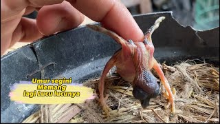 Download lagu He's only 4 days old, but his behavior really annoys Ati 😅 mp3