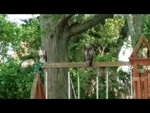 Two Redtail Hawks up close