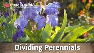 How to Divide Perennial Plants