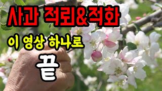 [생생정보農 01편] 사과나무 불필요한 꽃따기(적화) 노하우 대공개