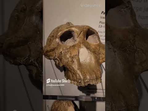 Skulls Of Our Ancestors / Cráneos De Nuestros Antepasados