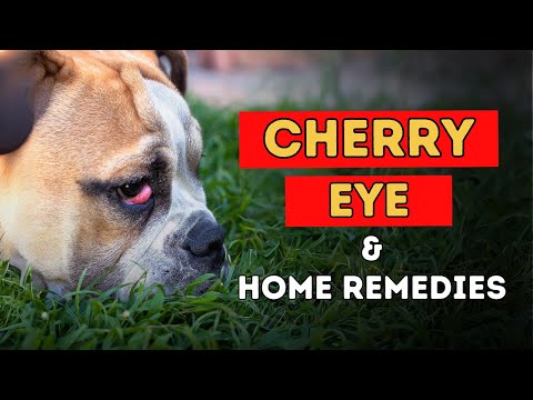 Cherry Eye In Dogs: Natural Home Remedies