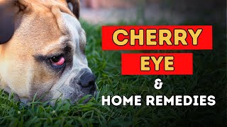 Cherry Eye In Dogs: Natural Home Remedies